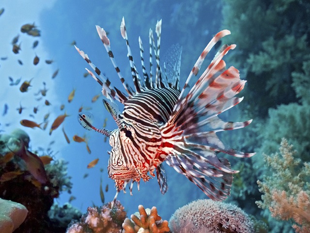 lion fish