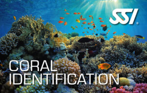 DECOSTOP SSI CORAL IDENTIFICATION