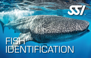 DECOSTOP SSI FISH IDENTIFICATION