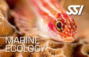 DECOSTOP SSI MARINE ECOLOGY