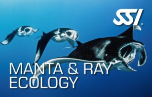 DECOSTOP SSI MANTA & RAY ECOLOGY