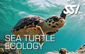 DECOSTOP SSI SEA TURTLE ECOLOGY